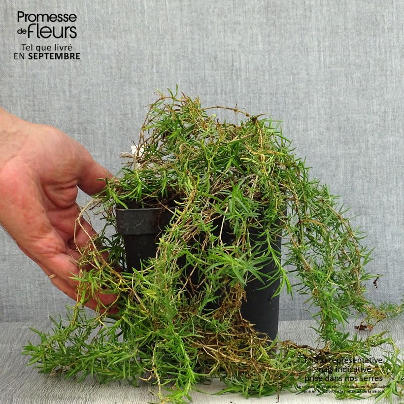 Exemplar von Polsterphlox Scarlet Flame - Phlox subulata Topf mit 2L/3L wie im Sommer geliefert