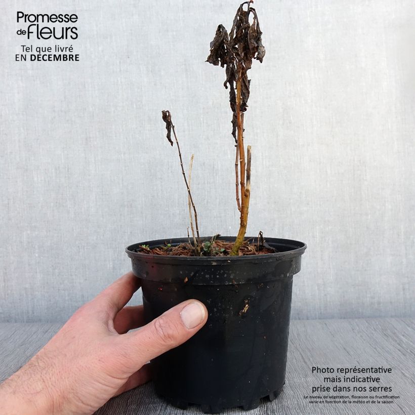 Exemplar von Phlox paniculata Amethyst Pot de 2L/3L wie im Herbst geliefert