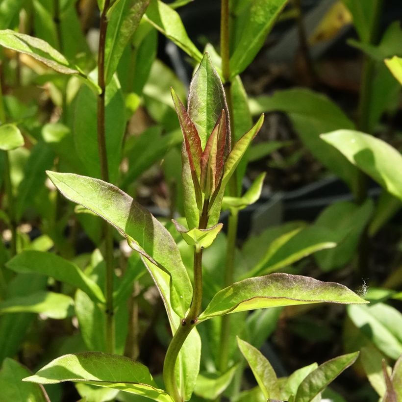 Hohe Flammenblume Aureole - Phlox paniculata (Laub)