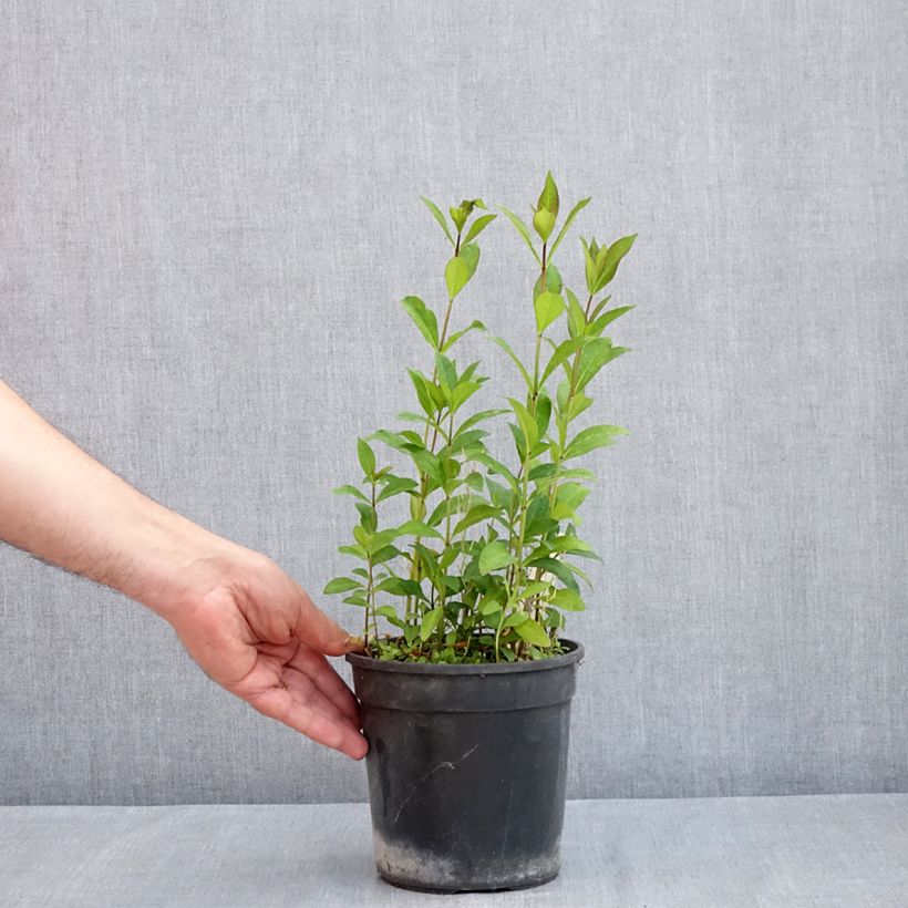 Exemplar von Hohe Flammenblume Aureole - Phlox paniculata Topf mit 2L/3L wie im Frühjahr geliefert