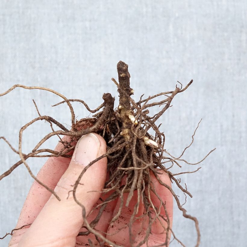 Exemplar von Hohe Flammenblume Aureole - Phlox paniculata Wurzelnackt wie im Winter geliefert