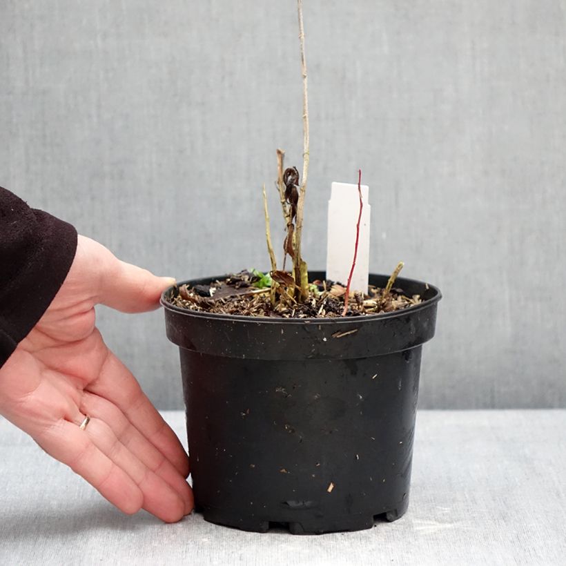 Exemplar von Hohe Flammenblume Bambini Candy Crush - Phlox paniculata Topf mit 2L/3L wie im Winter geliefert