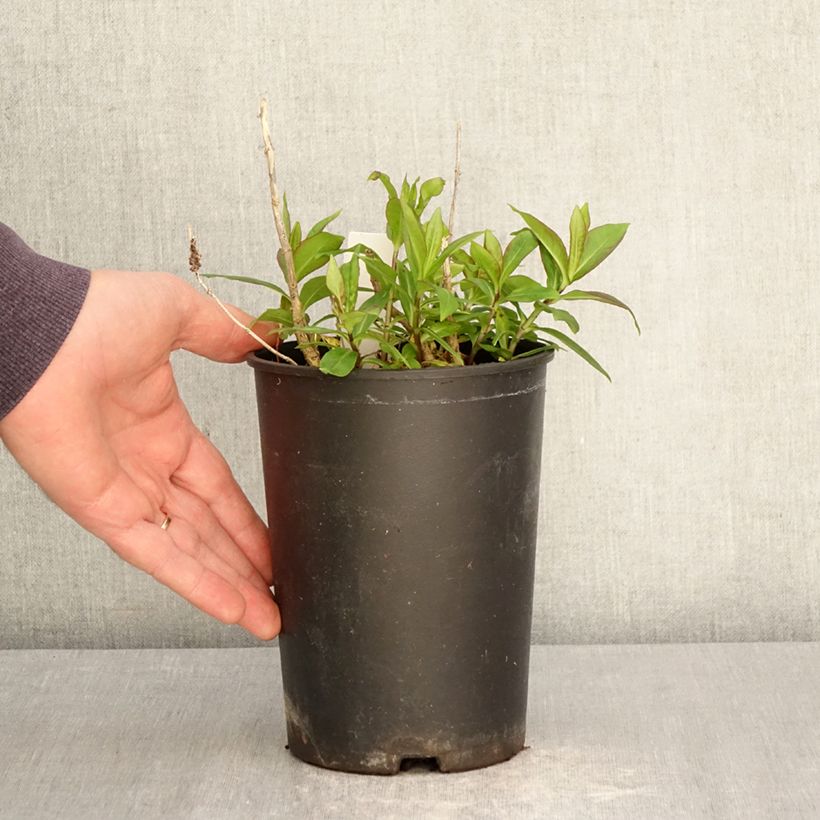 Exemplar von Hohe Flammenblume Bambini Candy Crush - Phlox paniculata Topf mit 2L/3L wie im Frühjahr geliefert