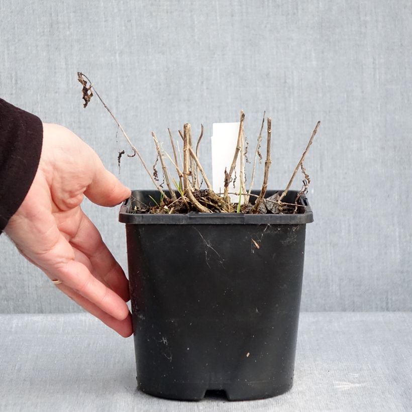 Example of Hohe Flammenblume Bambini Desire - Phlox paniculata Topf mit 2L/3L as you get in hiver