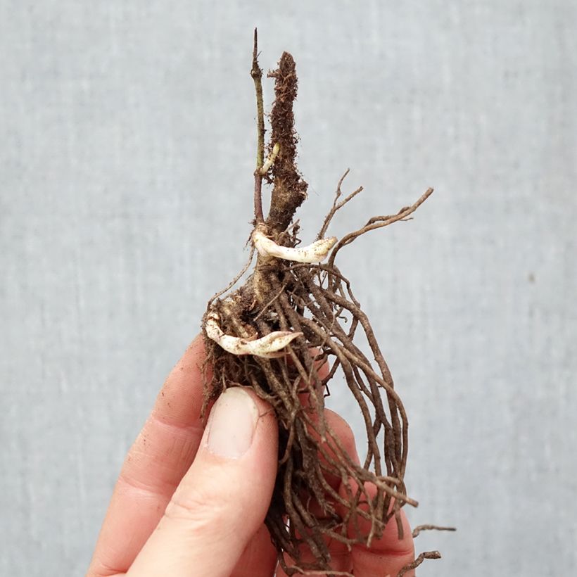 Exemplar von Hohe Flammenblume Bambini Desire - Phlox paniculata Wurzelnackt wie im Winter geliefert