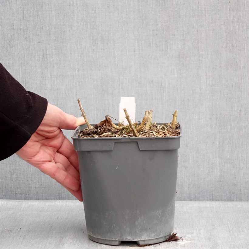 Example of Hohe Flammenblume Bambini Primadonna - Phlox paniculata Topf mit 2L/3L as you get in hiver