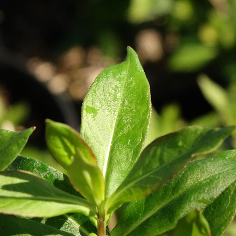 Hohe Flammenblume Bambini Sweet Tart - Phlox paniculata (Laub)