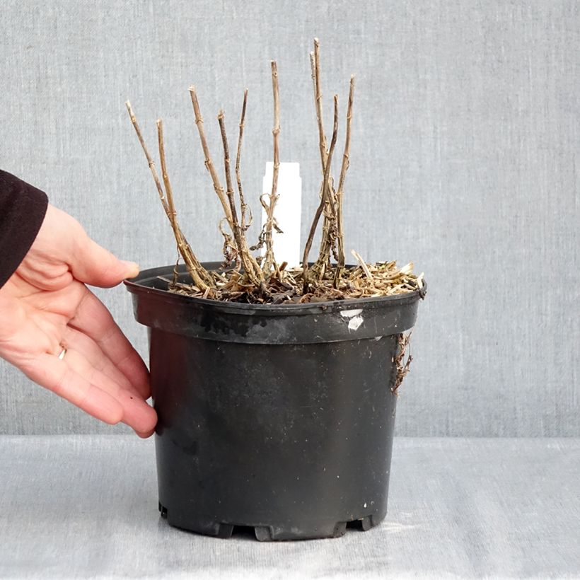 Exemplar von Hohe Flammenblume Bambini Sweet Tart - Phlox paniculata Topf mit 2L/3L wie im Winter geliefert