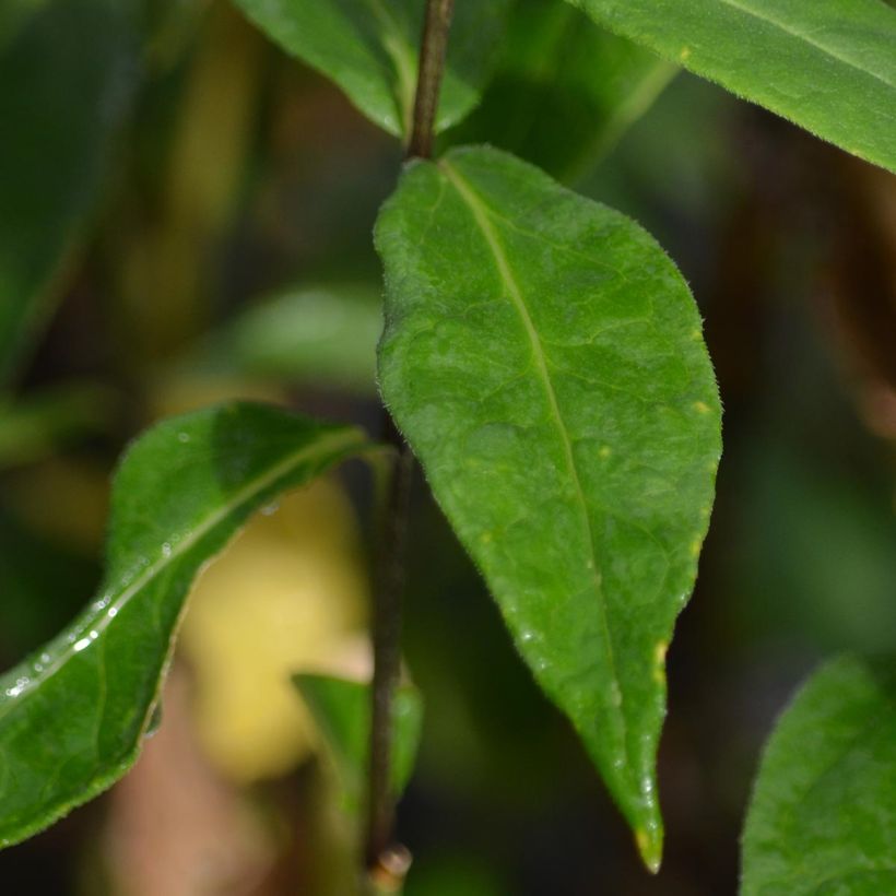 Hohe Flammenblume Blue Paradise - Phlox paniculata (Foliage)