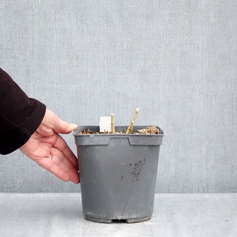 Example of Hohe Flammenblume Cleopatra - Phlox paniculata Topf mit 2L/3L as you get in hiver