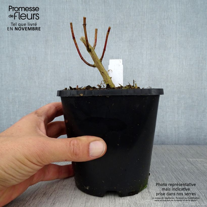 Exemplar von Phlox paniculata David Pot de 1,5L/2L wie im Herbst geliefert