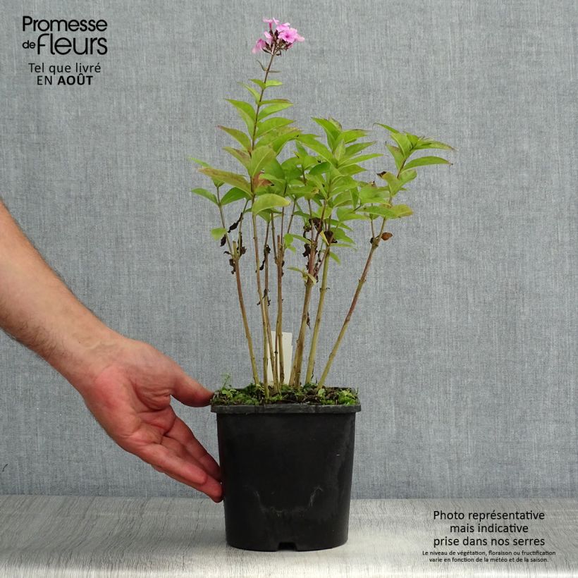 Exemplar von Hohe Flammenblume Famous Light Pink - Phlox paniculata Topf mit 2L/3L wie im Sommer geliefert