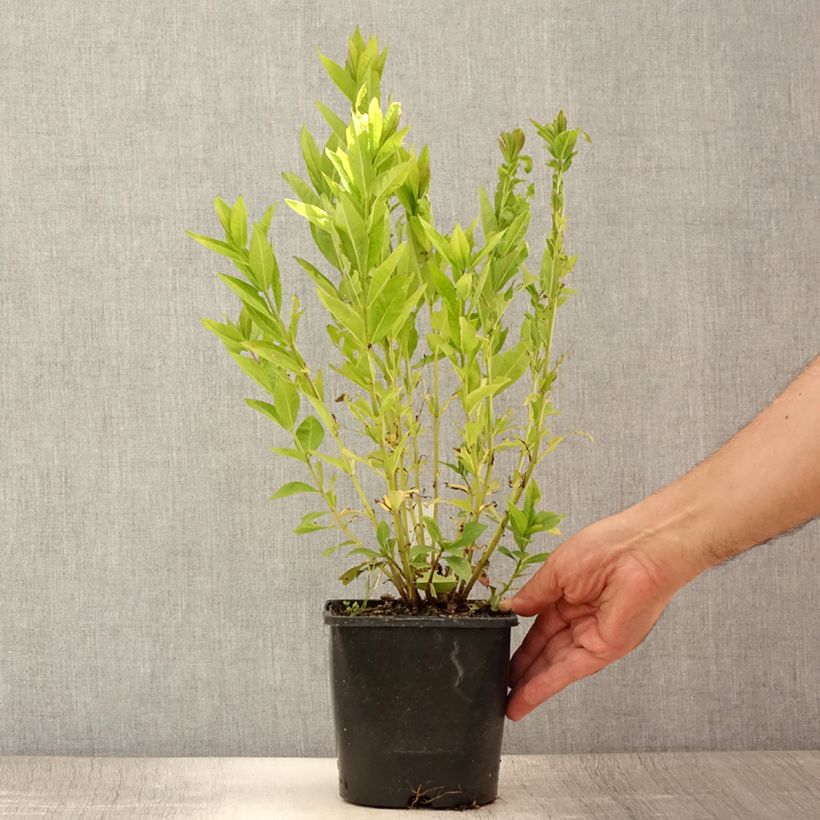 Exemplar von Hohe Flammenblume Famous Purple - Phlox paniculata Topf mit 2L/3L wie im Sommer geliefert