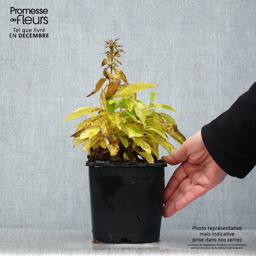 Exemplar von Hohe Flammenblume Famous White - Phlox paniculata Topf mit 2L/3L wie im Winter geliefert