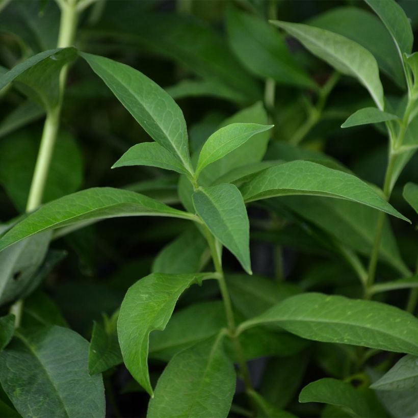Hohe Flammenblume Fujiyama - Phlox paniculata (Foliage)