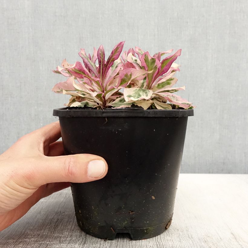 Example of Hohe Flammenblume Olympus - Phlox paniculata Topf mit 1,5L/2L as you get in printemps