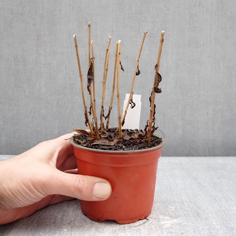 Example of Phlox paniculata Orchid Green - Phlox paniculé Topf 12 cm / 13 cm as you get in hiver