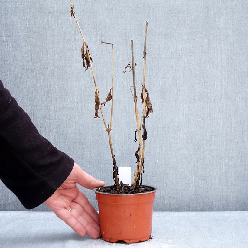 Exemplar von Phlox paniculata Orchid Yellow - Phlox paniculé Topf 12 cm / 13 cm wie im Winter geliefert