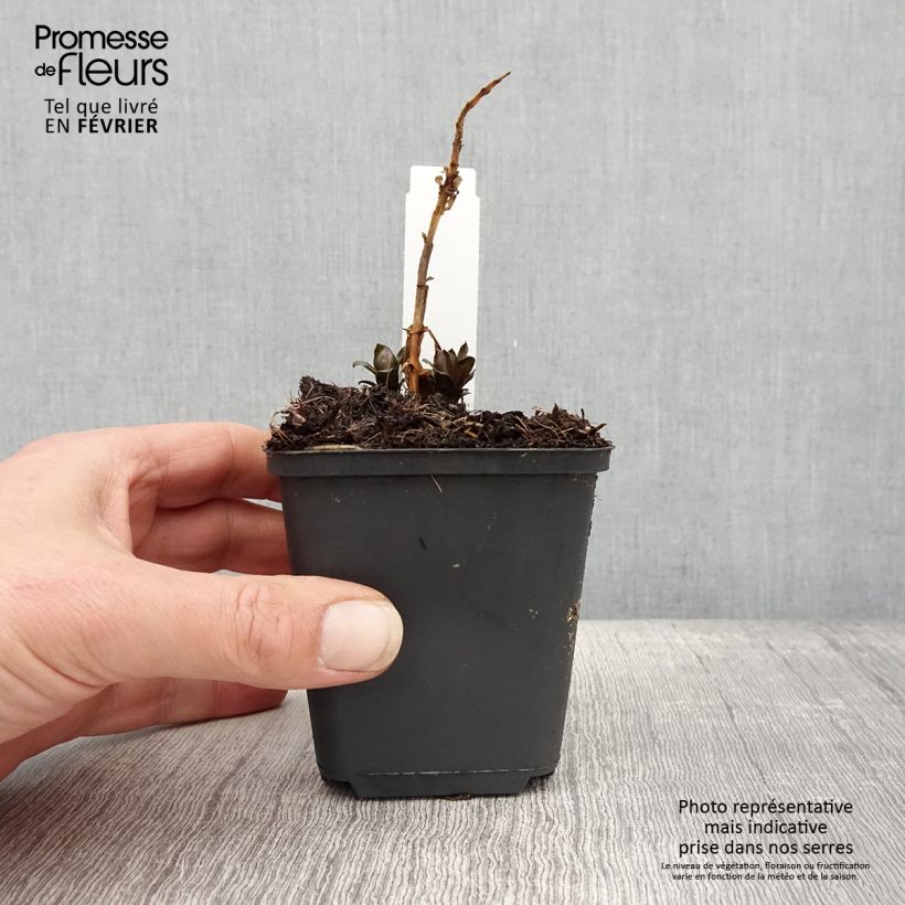 Exemplar von Hohe Flammenblume Pink Eye Flame - Phlox paniculata Kleine Töpfe von 8/9 cm wie im Winter geliefert