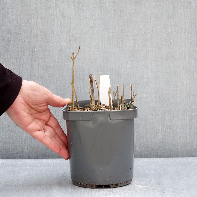 Exemplar von Hohe Flammenblume Sherbet Blend - Phlox paniculata Topf mit 2L/3L wie im Winter geliefert