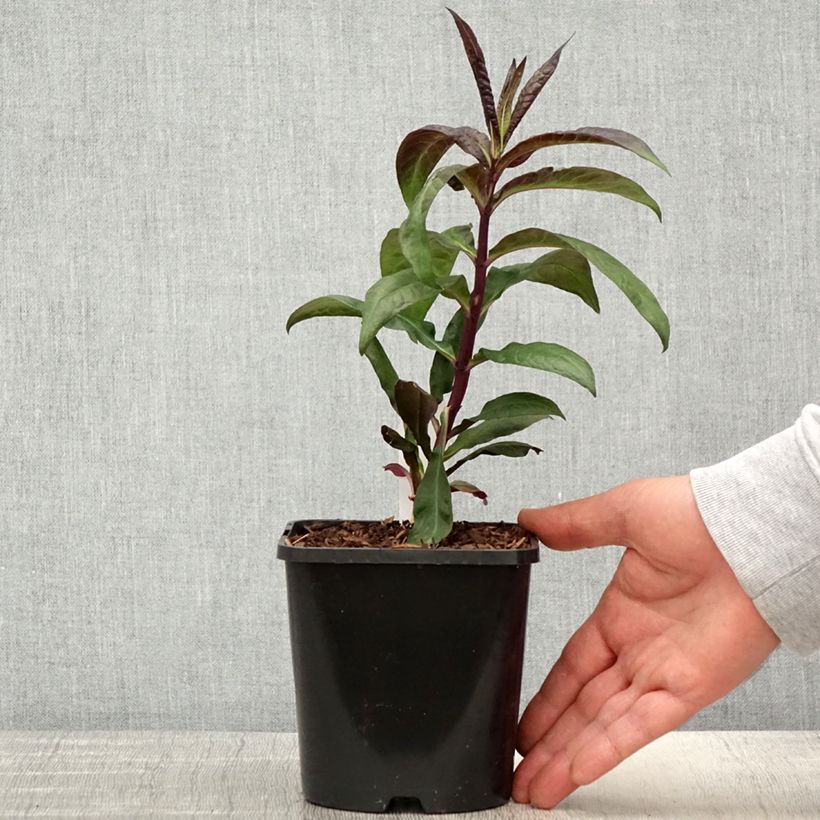 Example of Hohe Flammenblume Starfire - Phlox paniculata Topf mit 1,5L/2L as you get in printemps