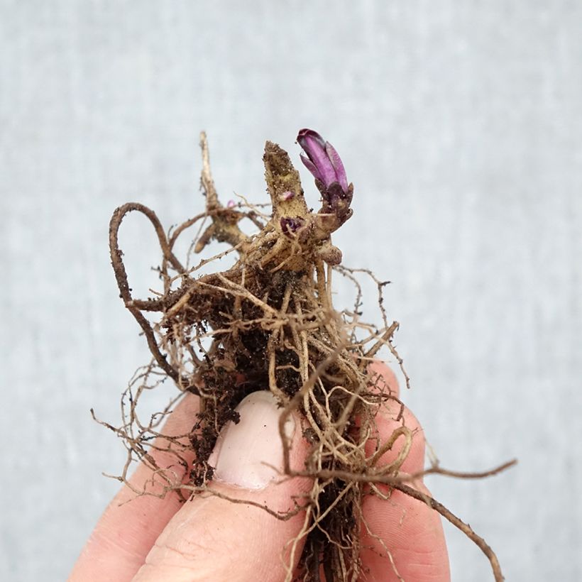 Exemplar von Hohe Flammenblume Starfire - Phlox paniculata Wurzelnackt wie im Winter geliefert