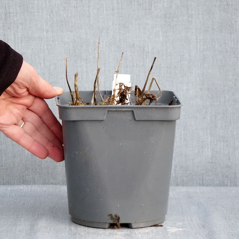 Example of Hohe Flammenblume Twister - Phlox paniculata Topf mit 2L/3L as you get in hiver