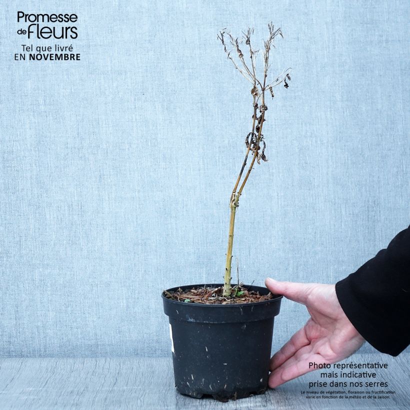 Exemplar von Phlox paniculata Uspech Pot de 2L/3L wie im Herbst geliefert