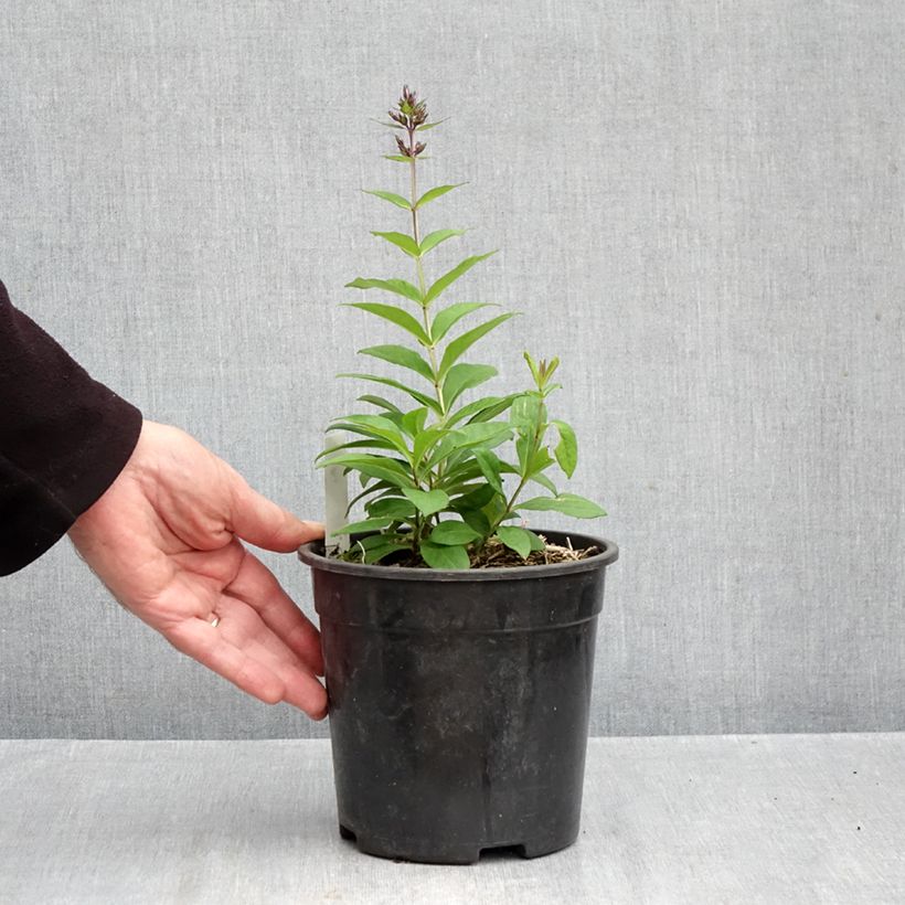 Exemplar von Hohe Flammenblume Younique Old Blue - Phlox paniculata Topf mit 2L/3L wie im Herbst geliefert