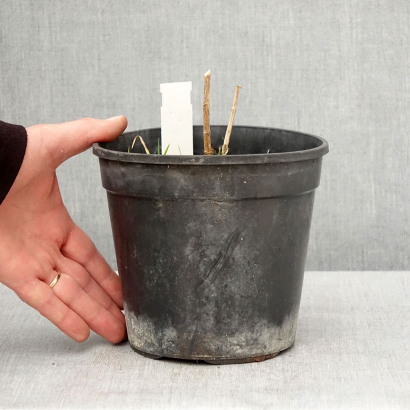 Exemplar von Hohe Flammenblume Younique Orange - Phlox paniculata Topf mit 2L/3L wie im Frühjahr geliefert