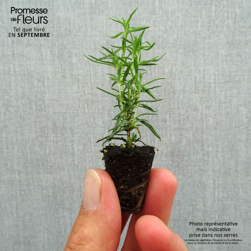 Example of Pfriemenförmiger Phlox Atropurpurea - Phlox subulata Mini-Plug Ø 3/4 cm as you get in automne