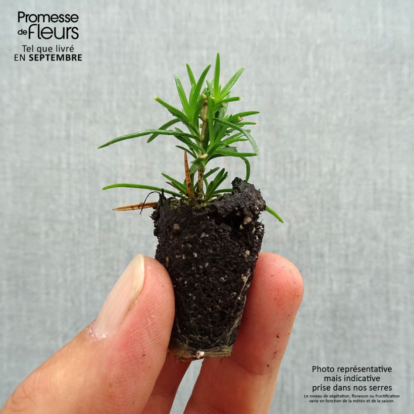 Example of Pfriemenförmiger Phlox Cushion Blue - Phlox subulata Mini-Plug Ø 3/4 cm as you get in automne