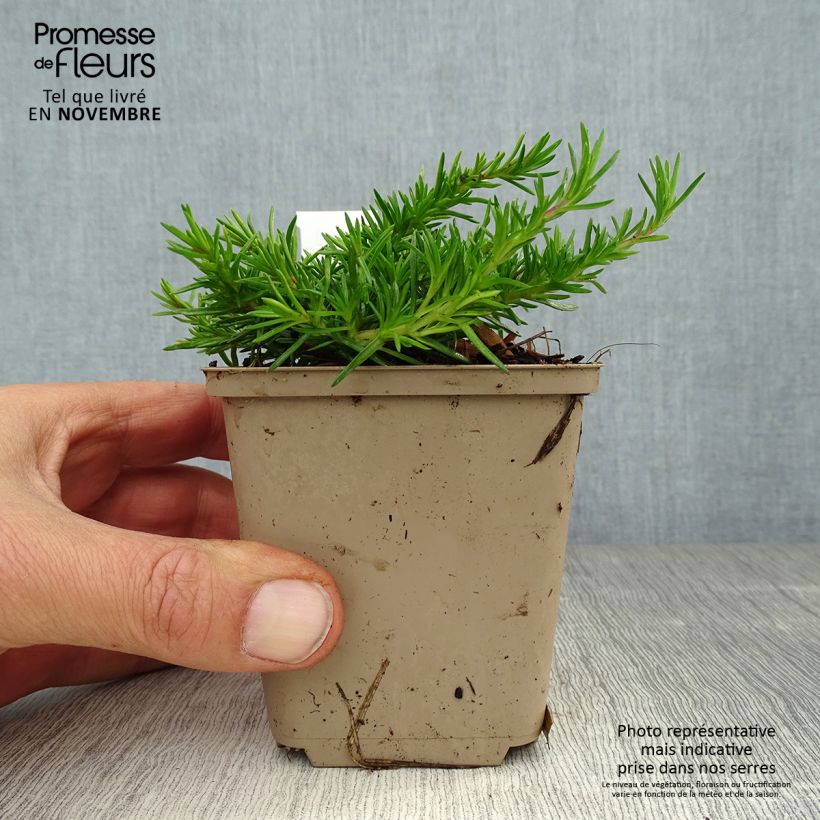 Exemplar von Polsterphlox McDaniel's Cushion - Phlox subulata Kleine Töpfe von 8/9 cm wie im Herbst geliefert