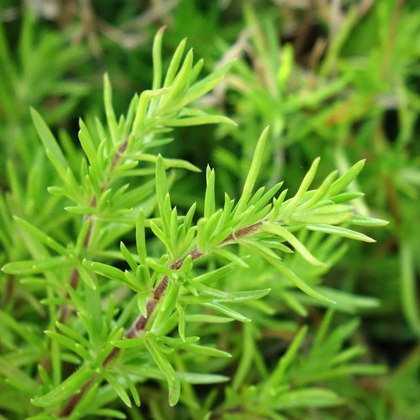 Pfriemenförmiger Phlox McDaniel's Cushion - Phlox subulata (Laub)