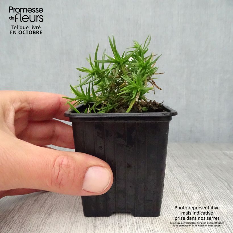 Exemplar von Polsterphlox Purple Beauty - Phlox subulata Kleine Töpfe von 8/9 cm wie im Herbst geliefert