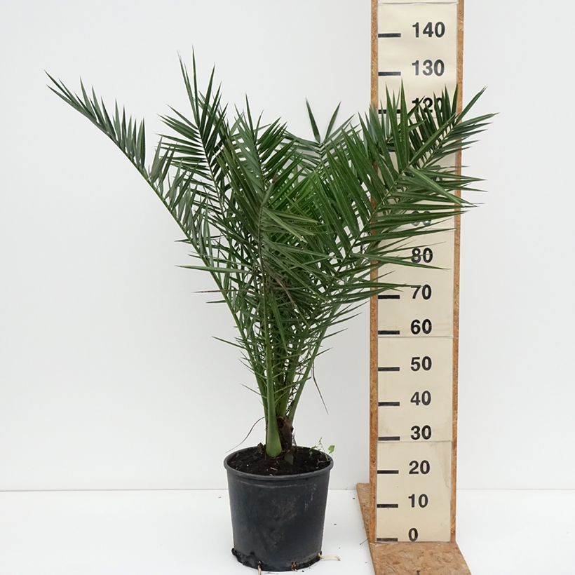 Exemplar von Phoenix canariensis - Kanarische Dattelpalme Topf mit 12L/15L wie im Herbst geliefert