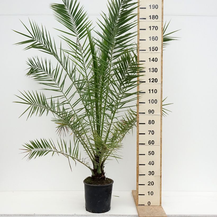 Example of Phoenix canariensis - Kanarische Dattelpalme Topf mit 12L/15L as you get in printemps