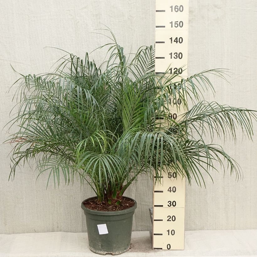 Example of Phoenix roebelinii - Zwerge-Dattelpalme Topf mit 20L/25L as you get in printemps