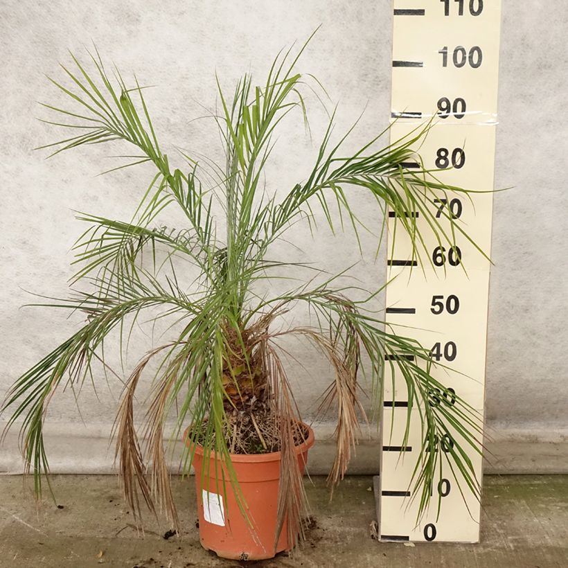 Exemplar von Phoenix roebelinii - palmier dattier nain Pot de 7,5L/10L wie im Herbst geliefert