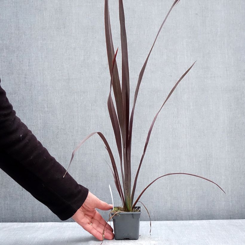 Example of Phormium tenax Black Velvet Kleine Töpfe von 8/9 cm as you get in hiver