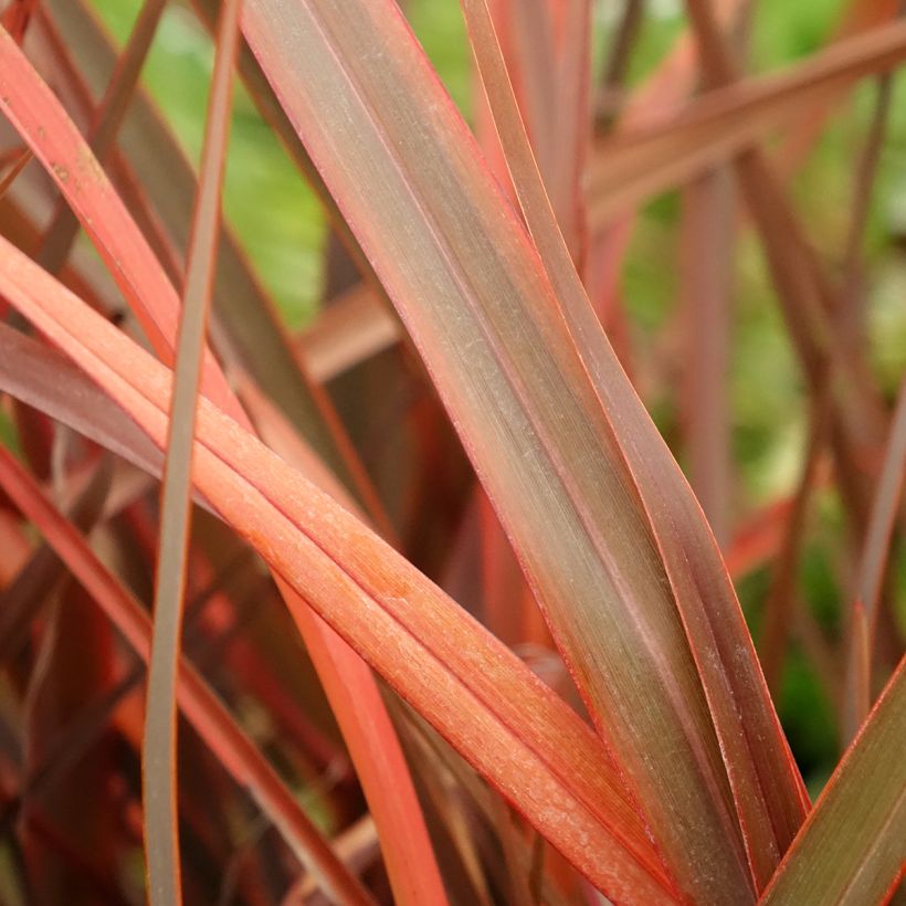 Phormium cookianum Bronze Baby (Foliage)