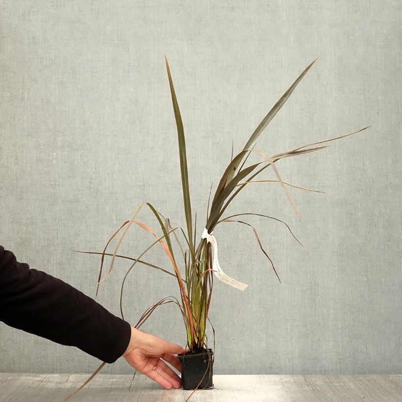 Exemplar von Phormium Bronze Baby - Lin de Nouvelle-Zélande Godet de 8/9 cm wie im Herbst geliefert