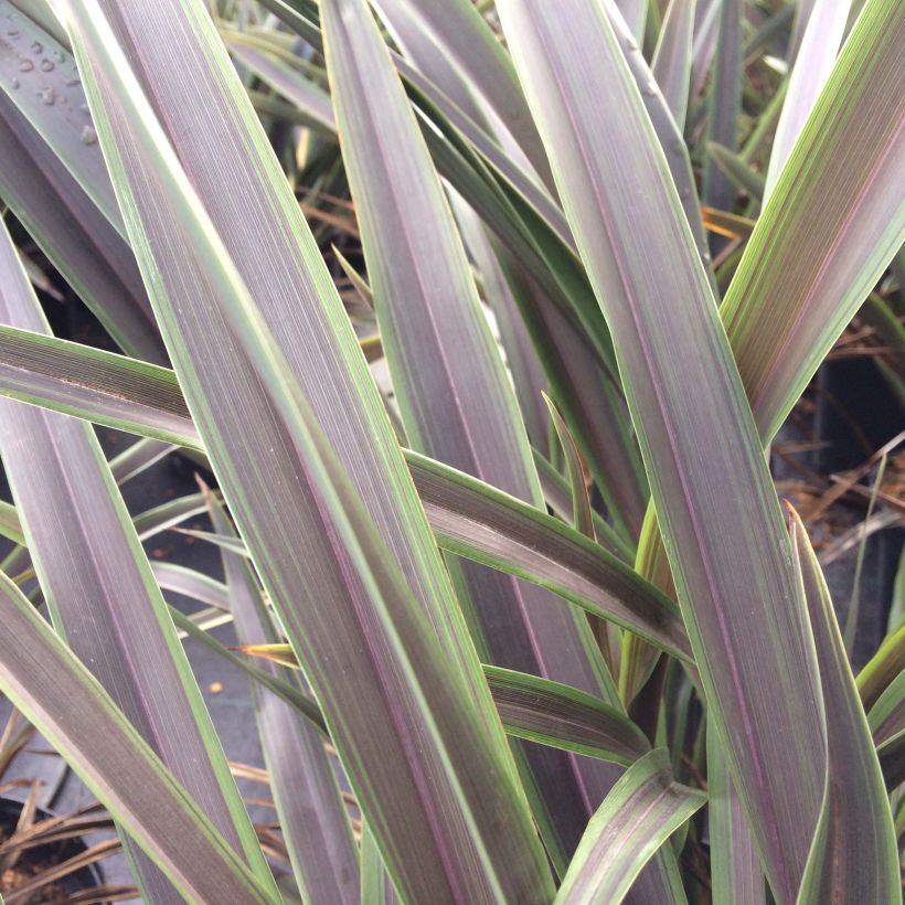 Phormium tenax Chocomint (Foliage)