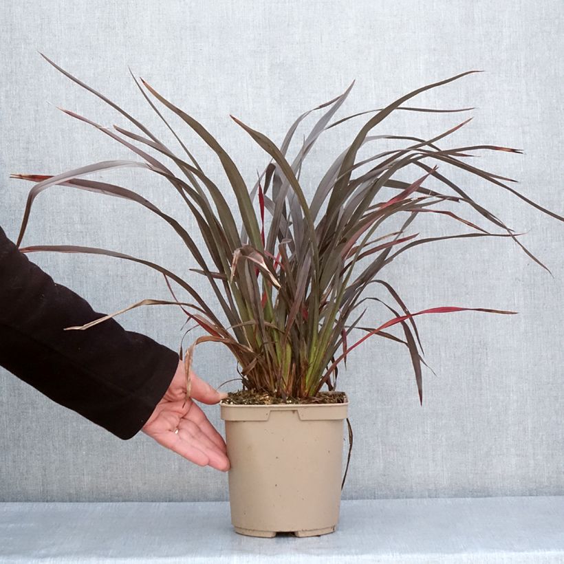 Example of Phormium tenax Chocomint Topf mit 3L/4L as you get in printemps