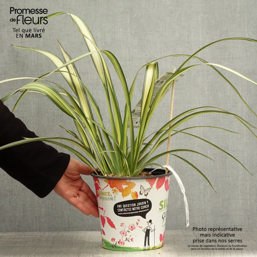 Example of Phormium cookianum subsp. hookeri Cream Delight Topf mit 4L/5L as you get in printemps
