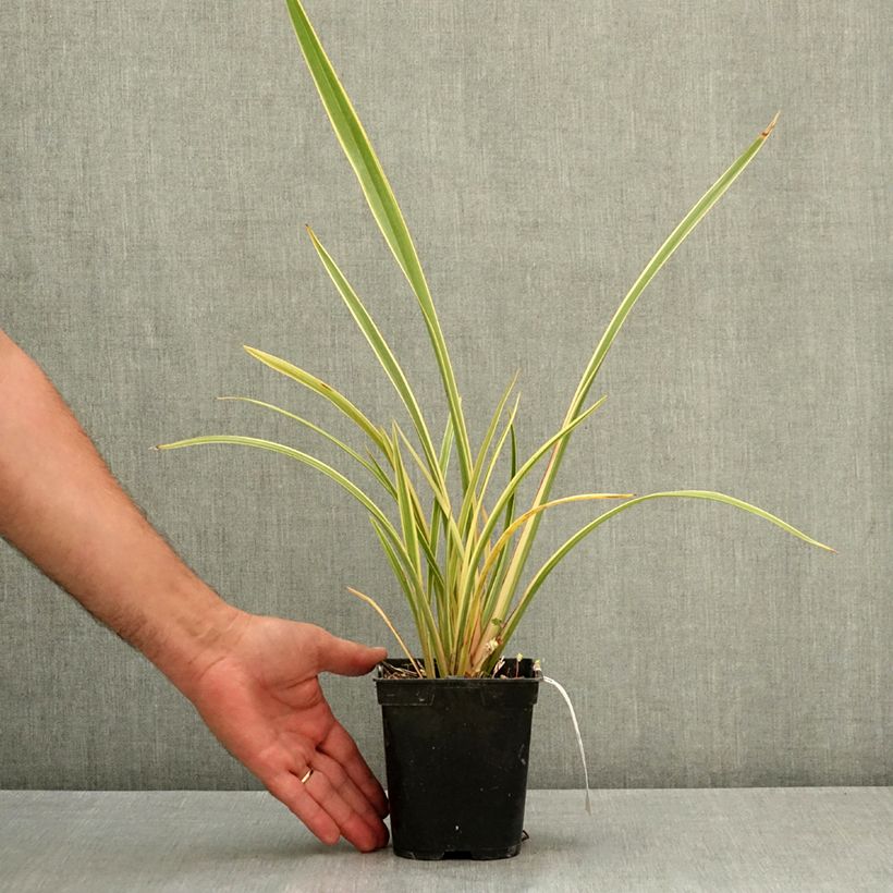 Exemplar von Phormium Duet Topf mit 1,5L/2L wie im Sommer geliefert