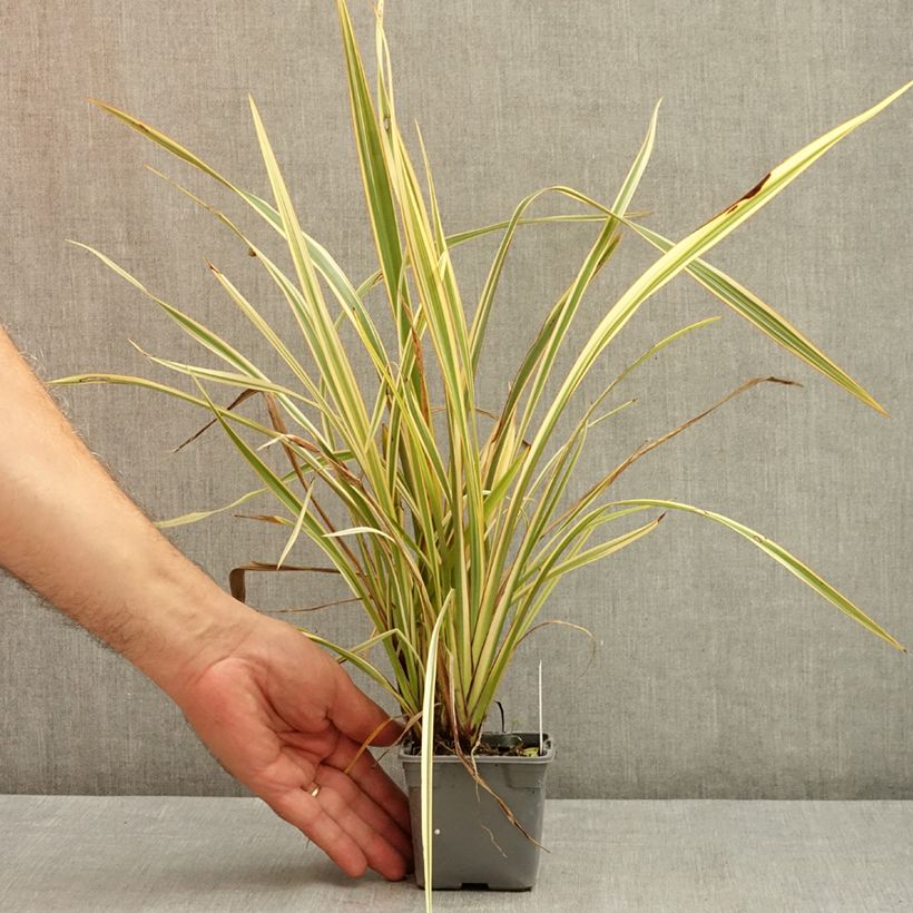 Exemplar von Phormium tenax Golden Ray Kleine Töpfe von 8/9 cm wie im Sommer geliefert