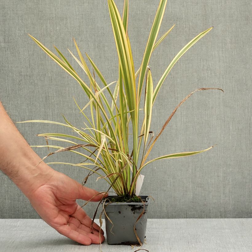 Exemplar von Phormium tenax Golden Ray Kleine Töpfe von 8/9 cm wie im Frühjahr geliefert