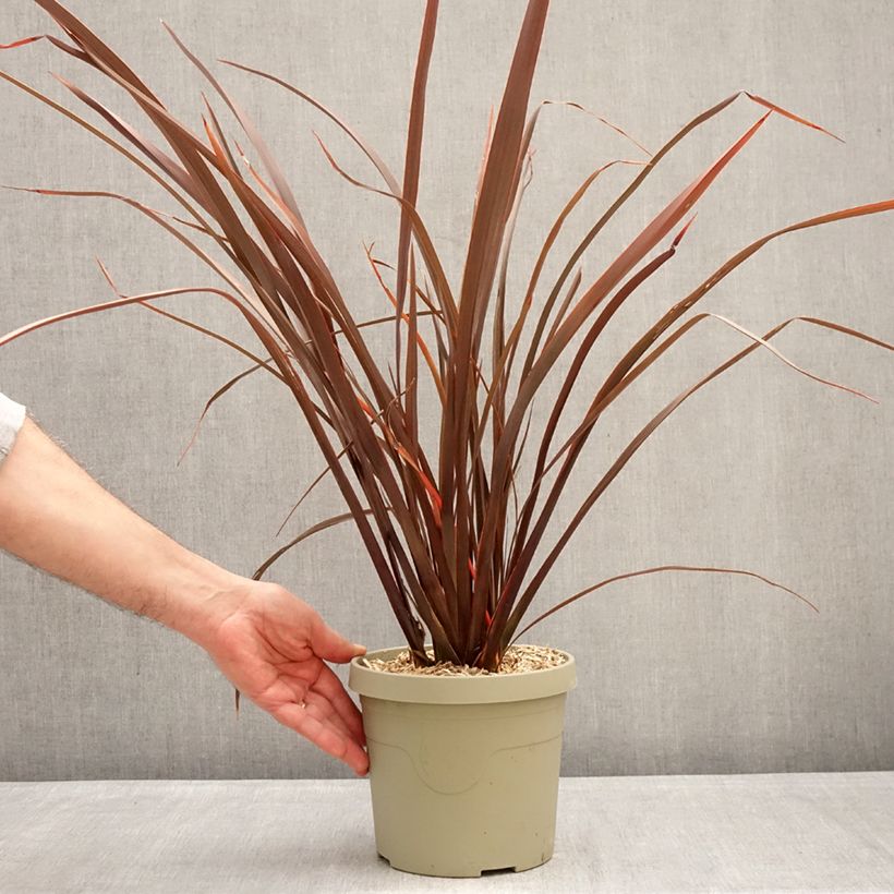 Example of Phormium Platts Black Topf mit 3L/4L as you get in hiver