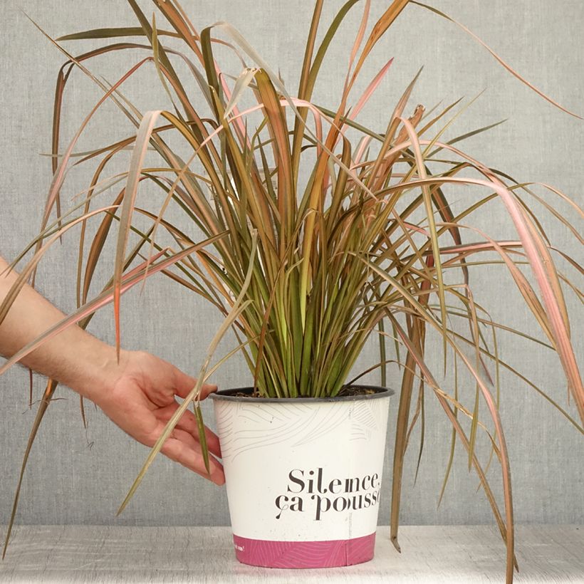 Exemplar von Phormium tenax Rainbow Maiden Topf mit 3L/4L wie im Sommer geliefert